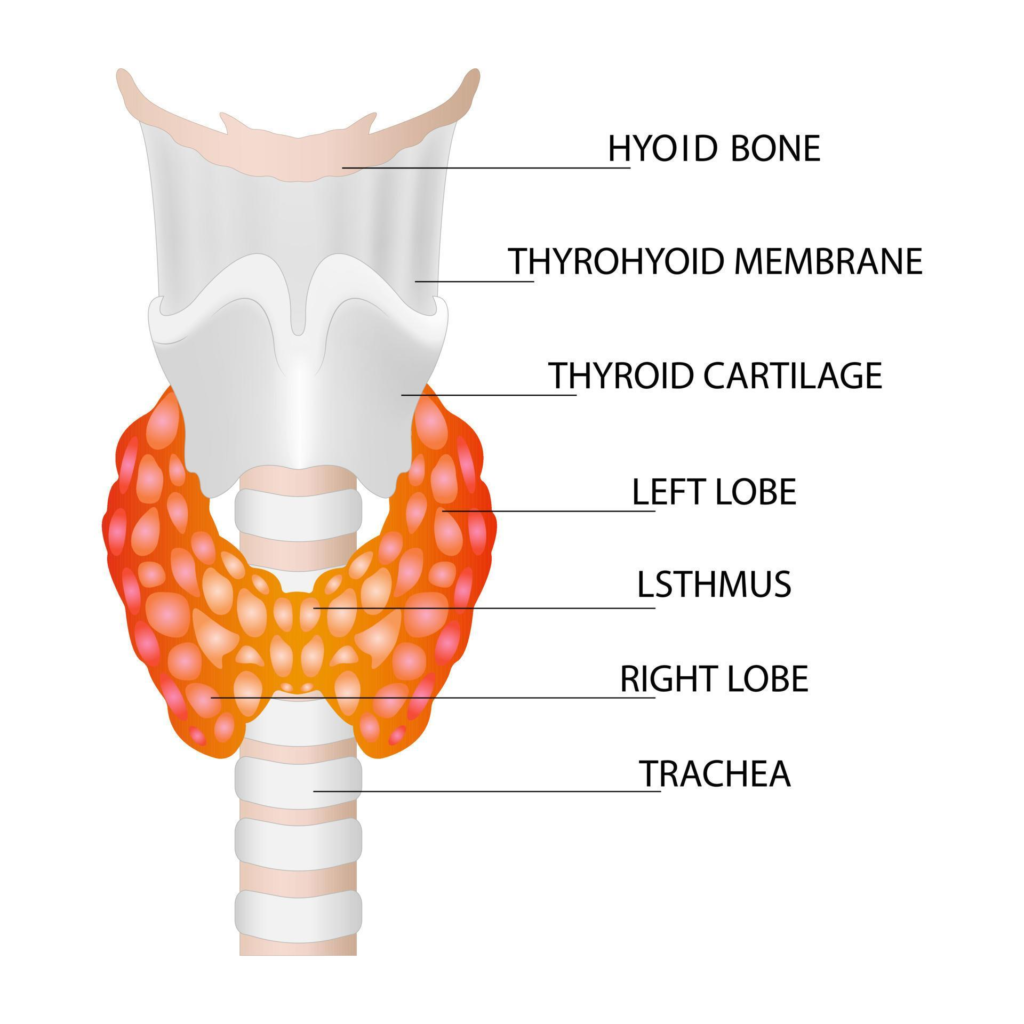 When Should You Get Your Thyroid Checked?